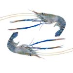 Golda Shrimp Head On Skin On Medium 250g±10g - Image 2