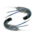Golda Shrimp Head On Skin On Large 250g±10g - Image 2